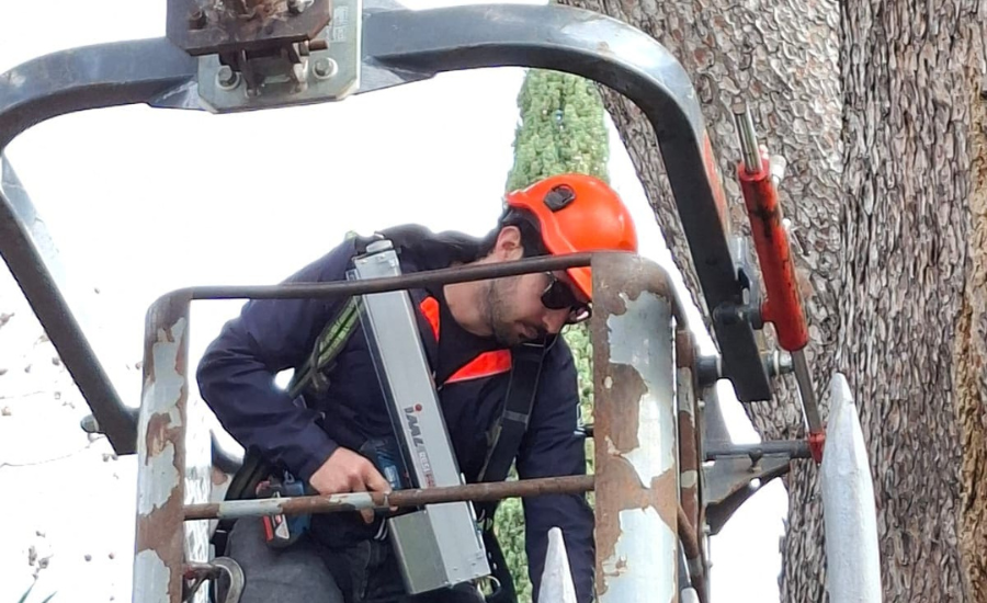 Esperto in Valutazione Stabilità Alberi (VTA) a Palermo